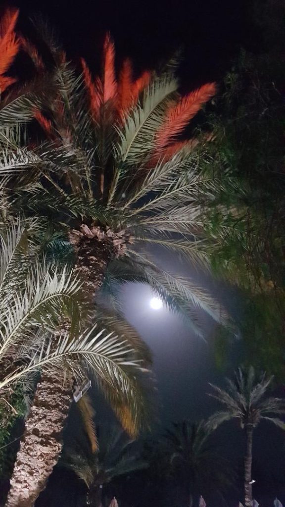 palmier et pleine lune