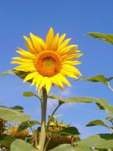 le pouvoir de la nature et de la sophrologie