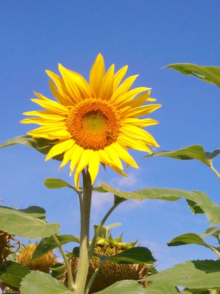 tournesol sur un ciel bleu
