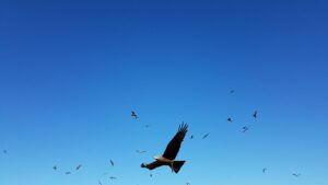 sophrologie et vitalité